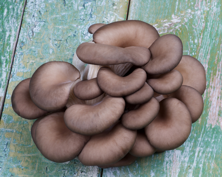 Oyster Mushrooms