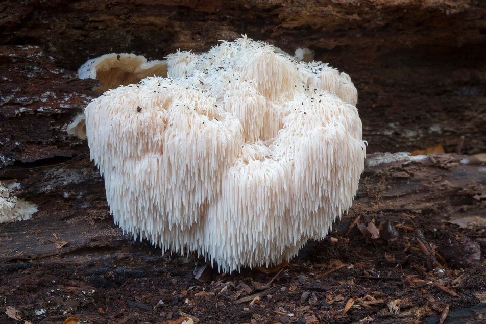 Rare Lion's Mane Mushroom (Hericium erinaceus)